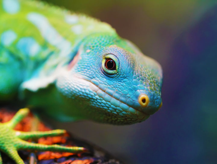 Exotic Pet Care