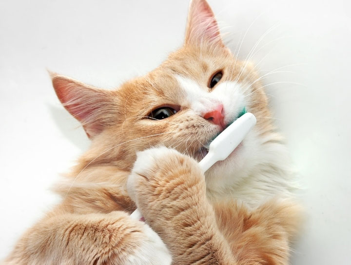 Take 15% Off Your Pet's Dental Cleaning This February