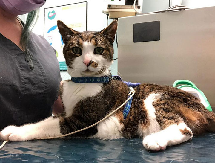 Cat veterinary