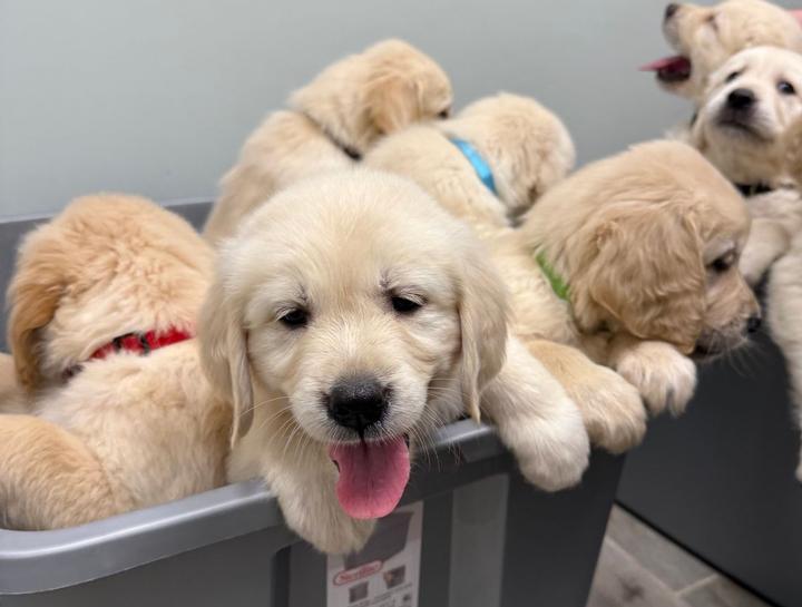 Puppy & Kitten Care